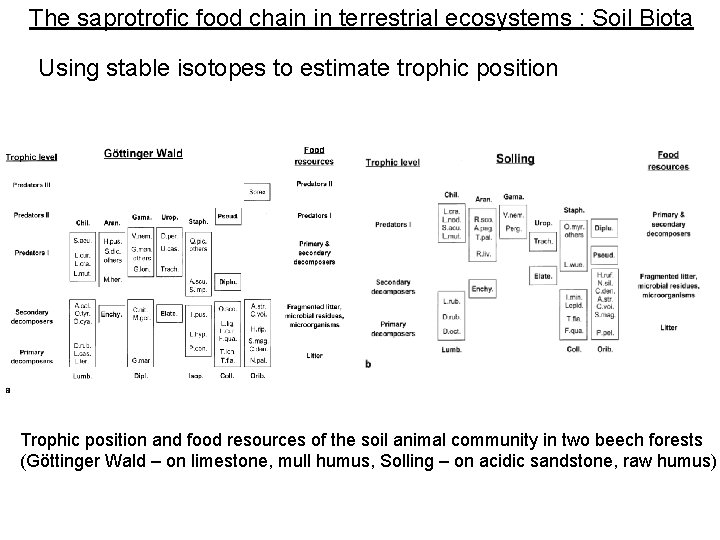 The saprotrofic food chain in terrestrial ecosystems : Soil Biota Using stable isotopes to