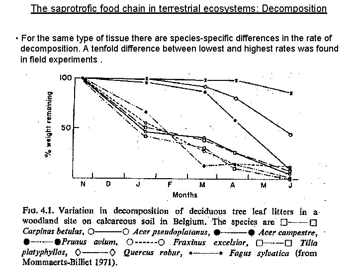 The saprotrofic food chain in terrestrial ecosystems: Decomposition • For the same type of