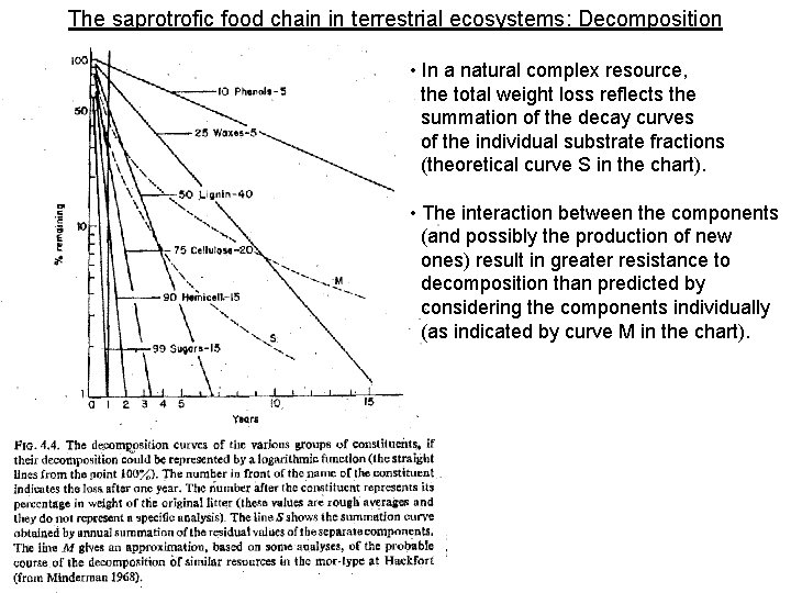The saprotrofic food chain in terrestrial ecosystems: Decomposition • In a natural complex resource,