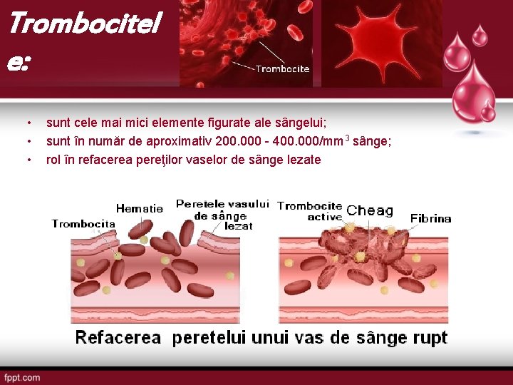 Trombocitel e: • • • sunt cele mai mici elemente figurate ale sângelui; sunt