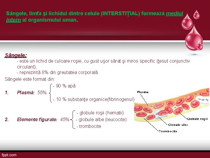 Sângele, limfa şi lichidul dintre celule (INTERSTIȚIAL) formează mediul intern al organismului uman. Sângele: