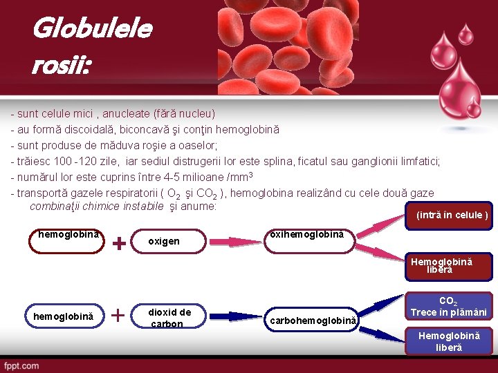 Globulele rosii: - sunt celule mici , anucleate (fără nucleu) - au formă discoidală,