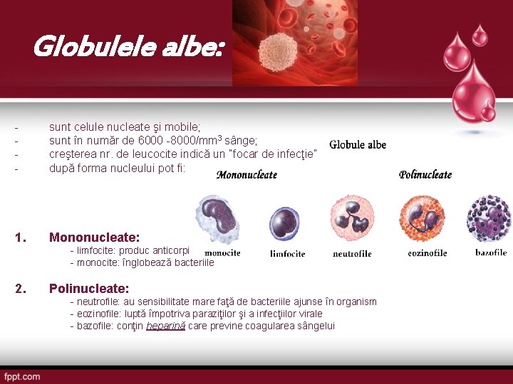 Globulele albe: - sunt celule nucleate şi mobile; sunt în număr de 6000 -8000/mm