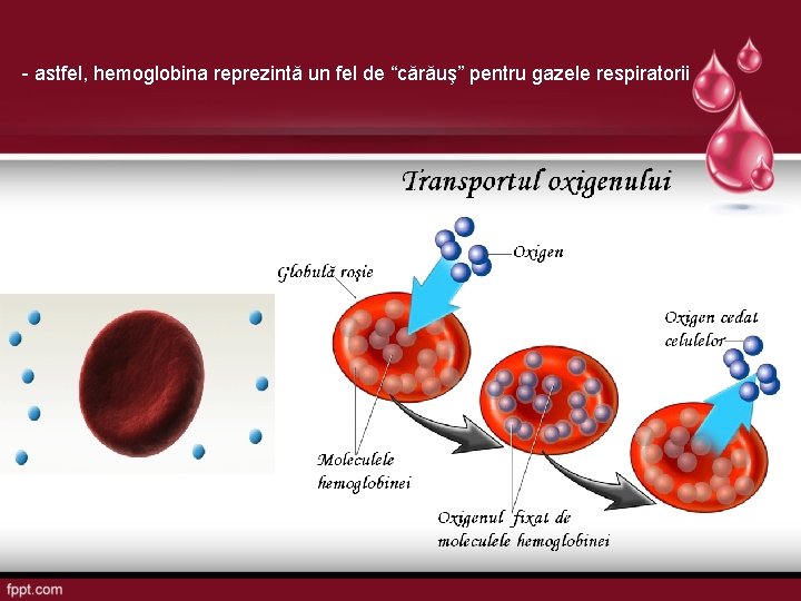 - astfel, hemoglobina reprezintă un fel de “cărăuş” pentru gazele respiratorii 