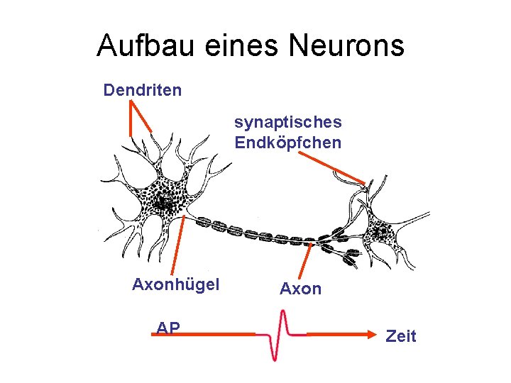 Aufbau eines Neurons Dendriten synaptisches Endköpfchen Axonhügel AP Axon Zeit 