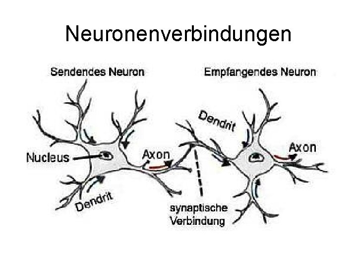 Neuronenverbindungen 