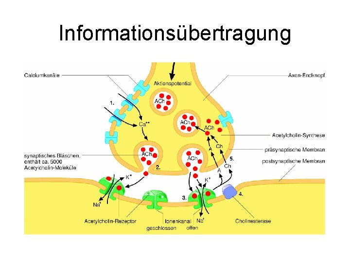 Informationsübertragung 
