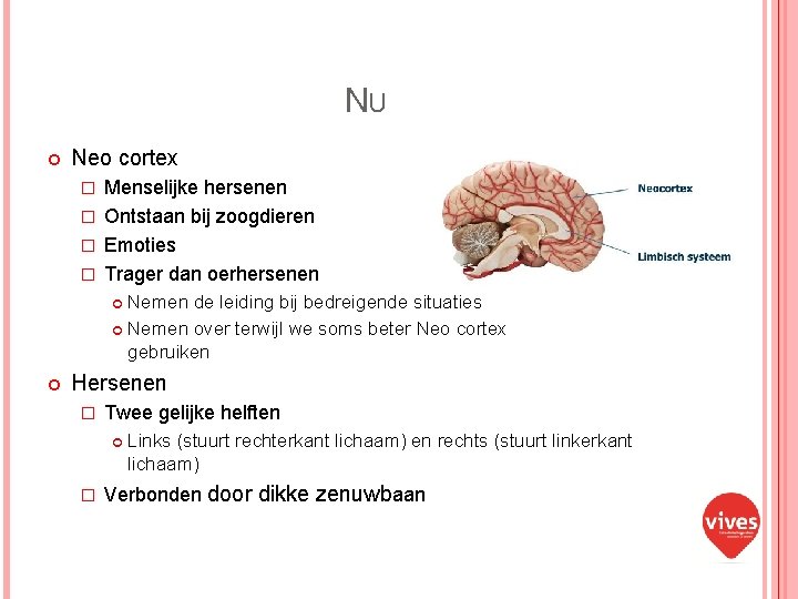 NU Neo cortex Menselijke hersenen � Ontstaan bij zoogdieren � Emoties � Trager dan