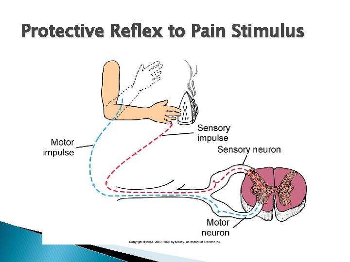 Protective Reflex to Pain Stimulus 
