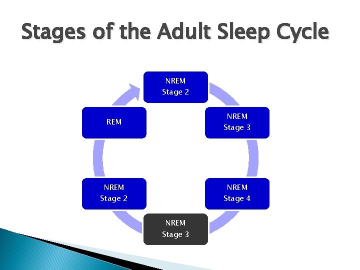 Stages of the Adult Sleep Cycle NREM Stage 2 REM NREM Stage 3 NREM