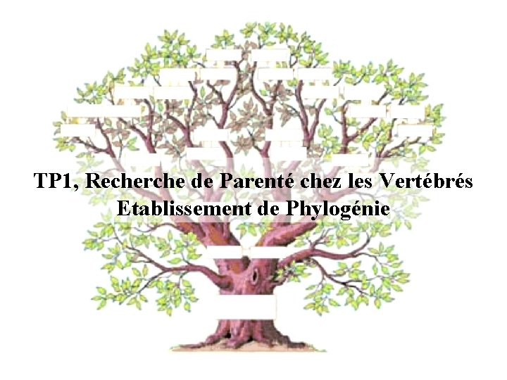 TP 1, Recherche de Parenté chez les Vertébrés Etablissement de Phylogénie 
