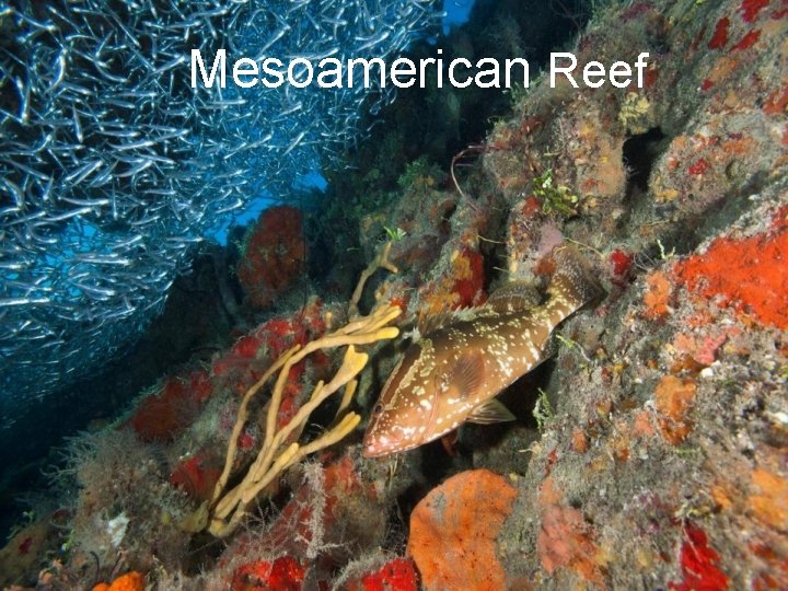 Mesoamerican Reef Mesoamerican Reef