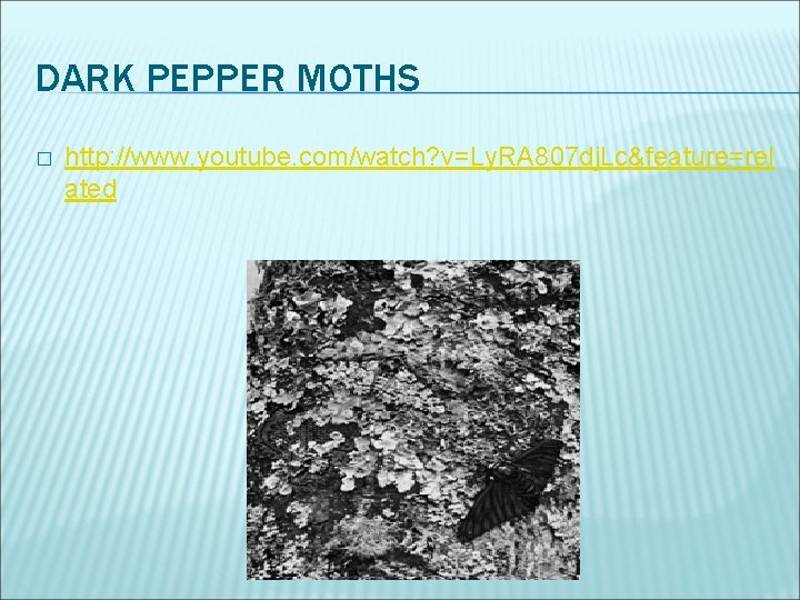 DARK PEPPER MOTHS � http: //www. youtube. com/watch? v=Ly. RA 807 dj. Lc&feature=rel ated