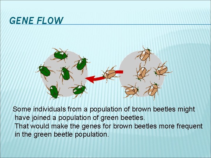 GENE FLOW Some individuals from a population of brown beetles might have joined a