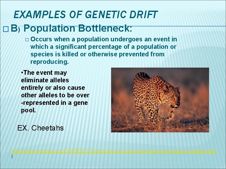 EXAMPLES OF GENETIC DRIFT � B) Population Bottleneck: � Occurs when a population undergoes