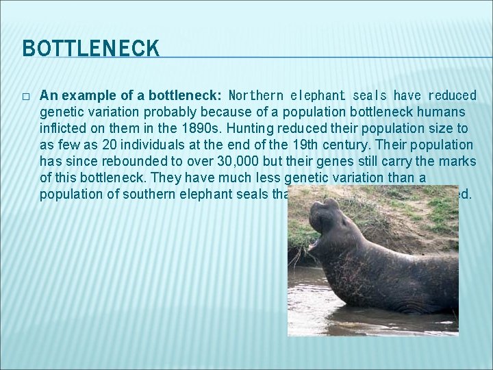 BOTTLENECK � An example of a bottleneck:  Northern elephant seals have reduced genetic variation