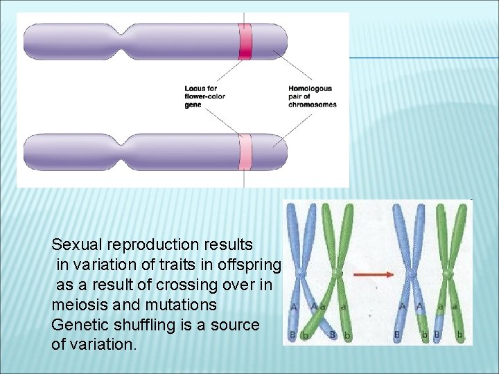 Sexual reproduction results in variation of traits in offspring as a result of crossing