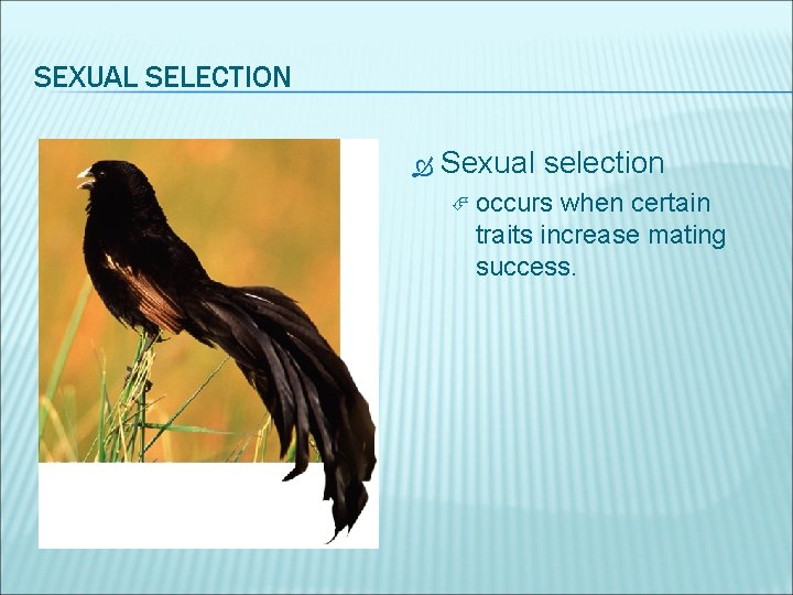 SEXUAL SELECTION Sexual selection occurs when certain traits increase mating success. 
