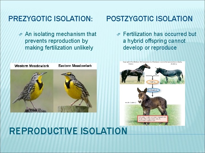 PREZYGOTIC ISOLATION: An isolating mechanism that prevents reproduction by making fertilization unlikely POSTZYGOTIC ISOLATION