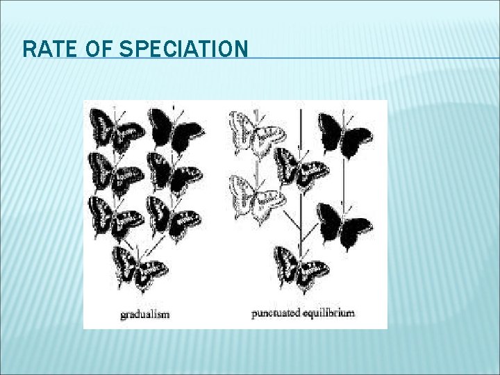 RATE OF SPECIATION 