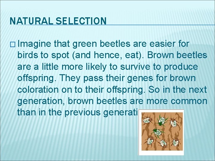 NATURAL SELECTION � Imagine that green beetles are easier for birds to spot (and