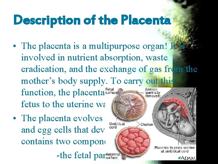 Description of the Placenta • The placenta is a multipurpose organ! It is involved