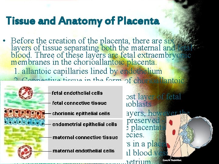 Tissue and Anatomy of Placenta • Before the creation of the placenta, there are