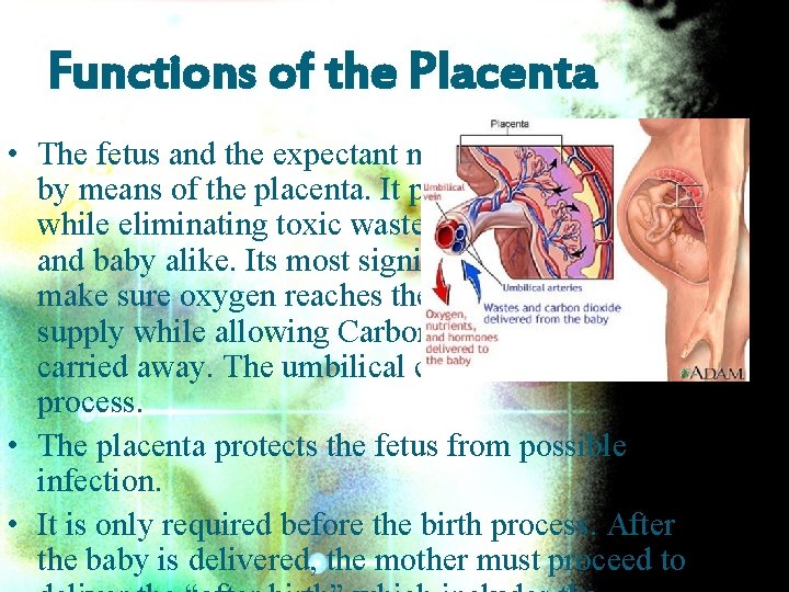 Functions of the Placenta • The fetus and the expectant mother are connected by