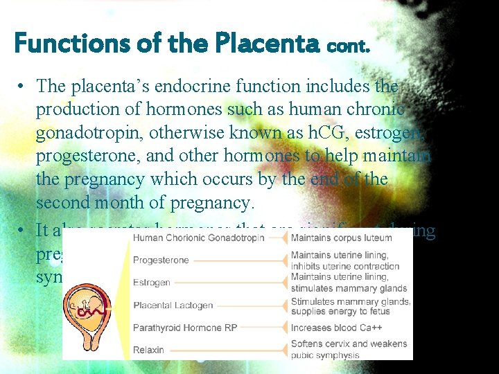 Functions of the Placenta cont. • The placenta’s endocrine function includes the production of
