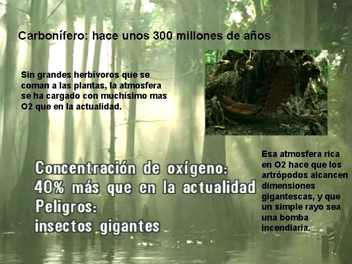 Carbonífero: hace unos 300 millones de años Sin grandes herbívoros que se coman a