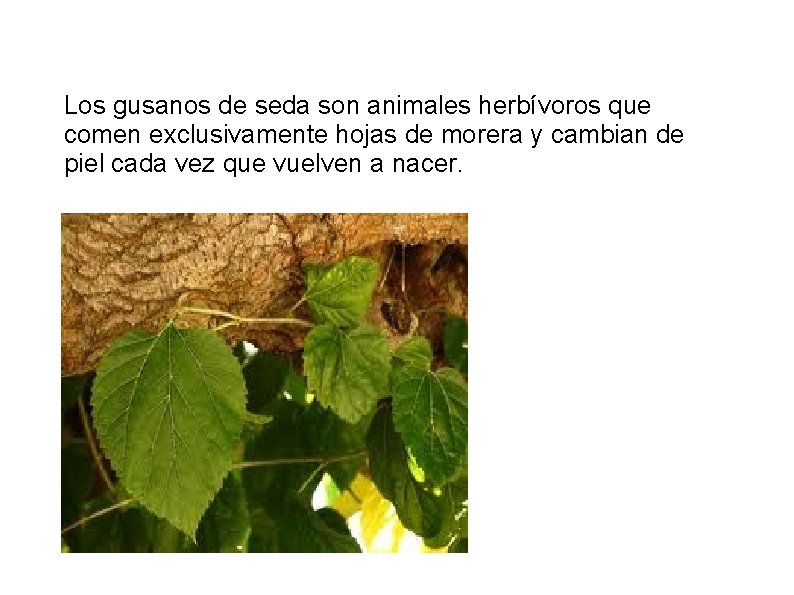 Los gusanos de seda son animales herbívoros que comen exclusivamente hojas de morera y