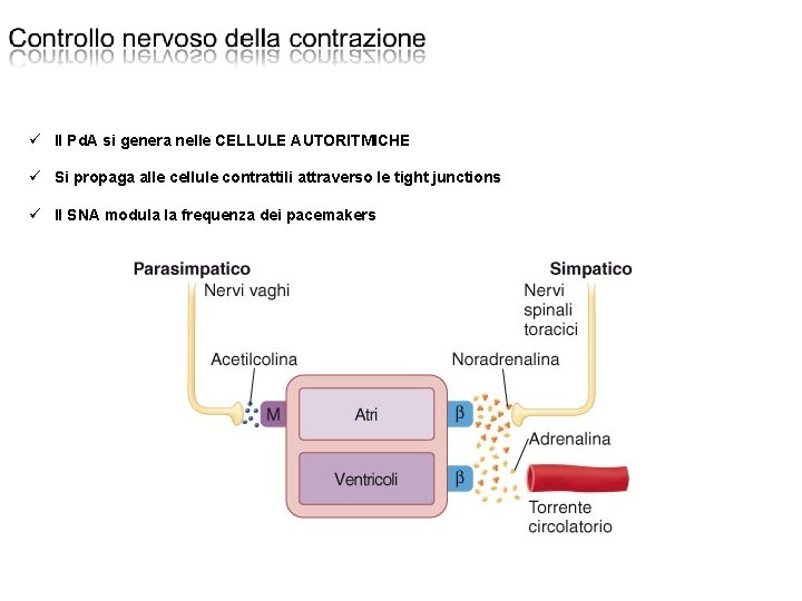  Il Pd. A si genera nelle CELLULE AUTORITMICHE Si propaga alle cellule contrattili