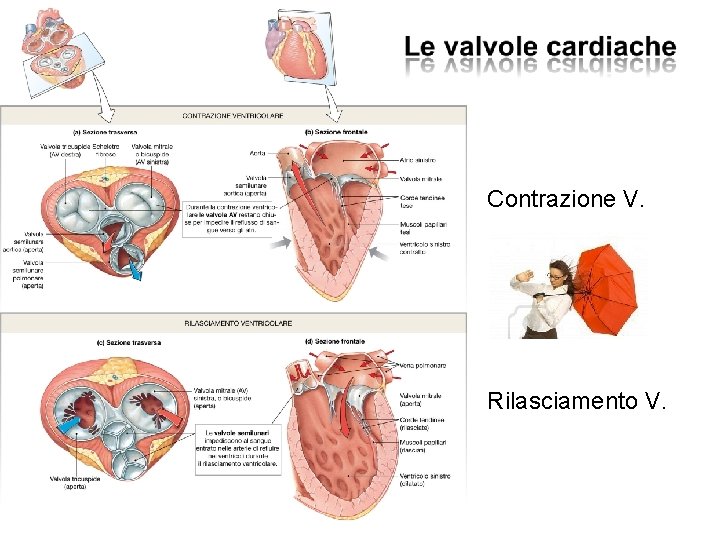 Contrazione V. Rilasciamento V. 