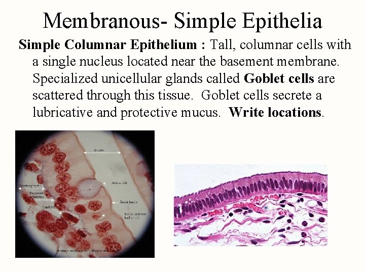 Membranous- Simple Epithelia Simple Columnar Epithelium : Tall, columnar cells with a single nucleus