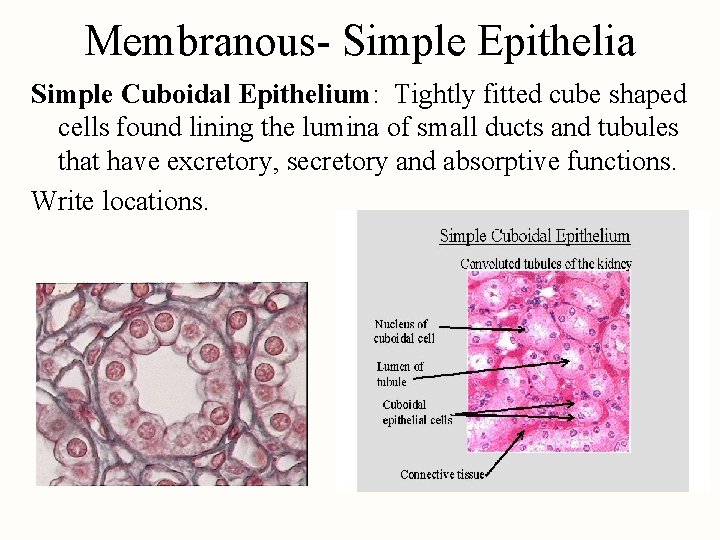 Membranous- Simple Epithelia Simple Cuboidal Epithelium: Tightly fitted cube shaped cells found lining the