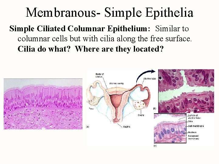 Membranous- Simple Epithelia Simple Ciliated Columnar Epithelium: Similar to columnar cells but with cilia