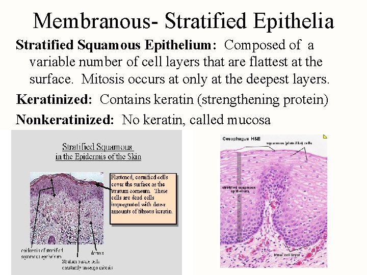 Membranous- Stratified Epithelia Stratified Squamous Epithelium: Composed of a variable number of cell layers