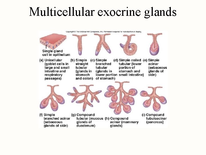 Multicellular exocrine glands 