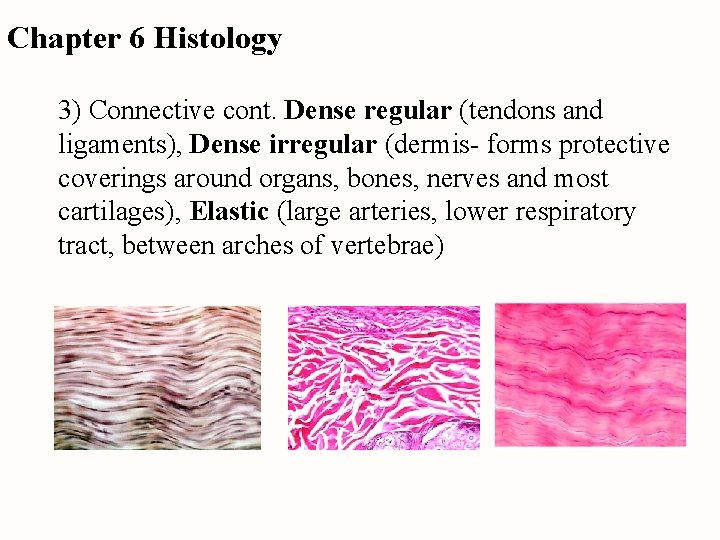 Chapter 6 Histology 3) Connective cont. Dense regular (tendons and ligaments), Dense irregular (dermis-