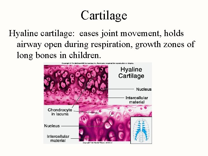Cartilage Hyaline cartilage: eases joint movement, holds airway open during respiration, growth zones of