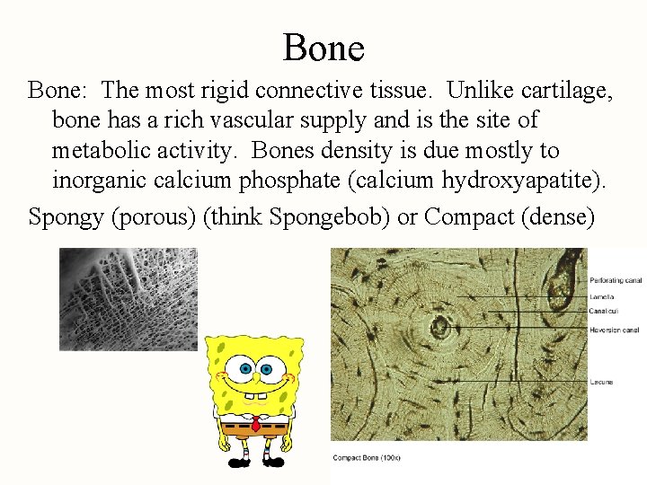 Bone: The most rigid connective tissue. Unlike cartilage, bone has a rich vascular supply