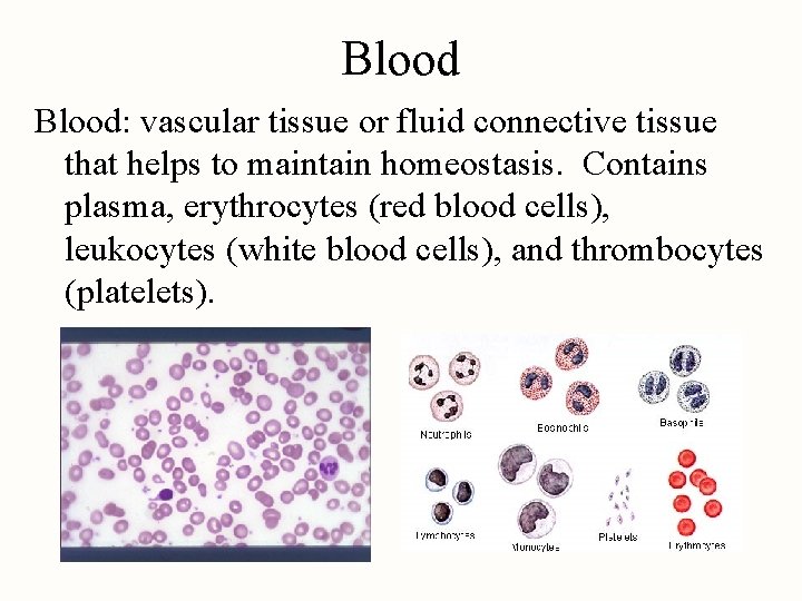 Blood: vascular tissue or fluid connective tissue that helps to maintain homeostasis. Contains plasma,