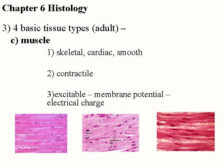 Chapter 6 Histology 3) 4 basic tissue types (adult) – c) muscle 1) skeletal,