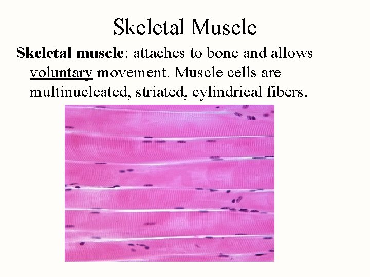 Skeletal Muscle Skeletal muscle: attaches to bone and allows voluntary movement. Muscle cells are