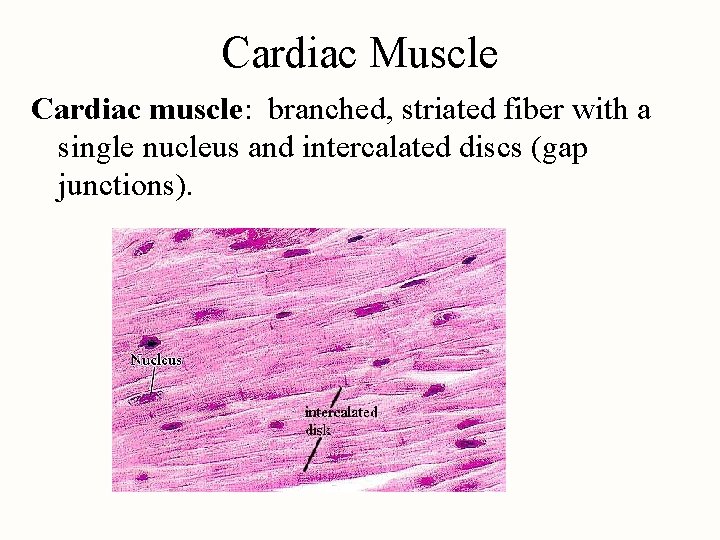 Cardiac Muscle Cardiac muscle: branched, striated fiber with a single nucleus and intercalated discs
