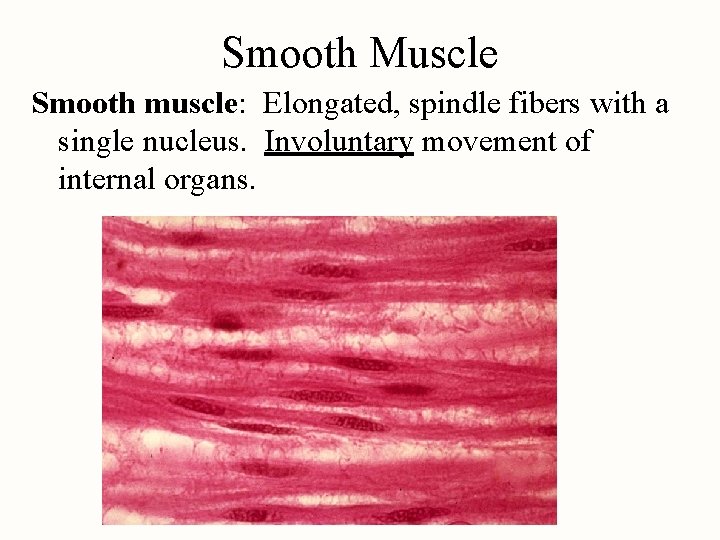 Smooth Muscle Smooth muscle: Elongated, spindle fibers with a single nucleus. Involuntary movement of