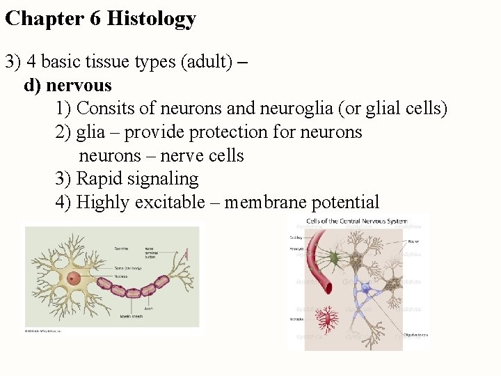 Chapter 6 Histology 3) 4 basic tissue types (adult) – d) nervous 1) Consits