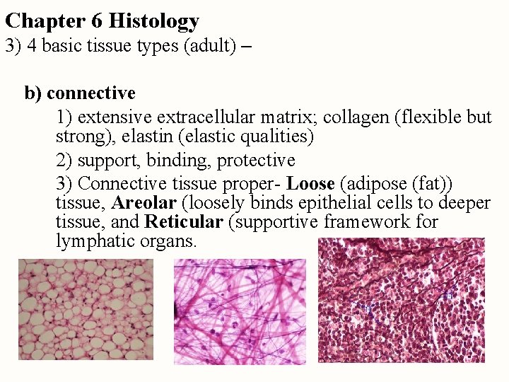 Chapter 6 Histology 3) 4 basic tissue types (adult) – b) connective 1) extensive