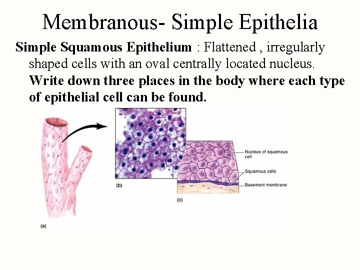 Membranous- Simple Epithelia Simple Squamous Epithelium : Flattened , irregularly shaped cells with an