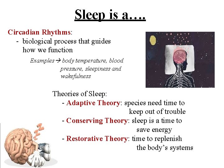 Sleep is a…. Circadian Rhythms: - biological process that guides how we function Examples